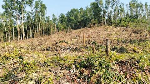 Làm rõ việc Ban quản lý rừng ở Gia Lai che giấu vụ khai thác rừng phòng hộ