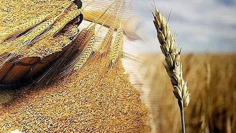 Giá lúa mì tăng mạnh do lo ngại thời tiết, nguồn cung thắt chặt