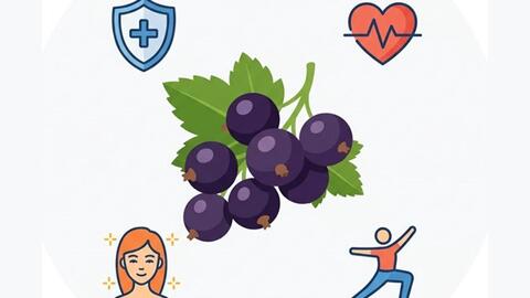 Miễn dịch và sức khỏe tổng thể cải thiện khi bổ sung quả lý chua đen