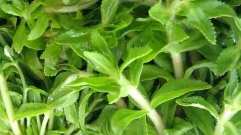 Mách bà nội trợ cách ăn rau ngổ để bổ thận