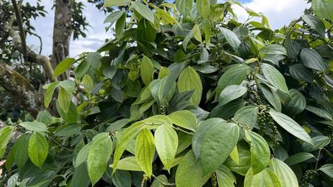 Giá tiêu hôm nay 19/4/2026: Giảm nhẹ tại Gia Lai