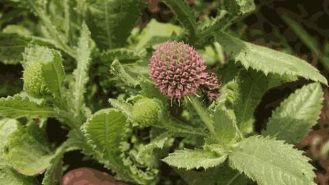 Cách thải độc gan với loài cây lạ