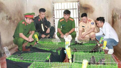 Triệt xóa đường dây vận chuyển động vật nguy cấp, quý hiếm