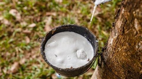 Giá cao su đồng loạt tăng, rủi ro nguồn cung vẫn đè nặng thị trường