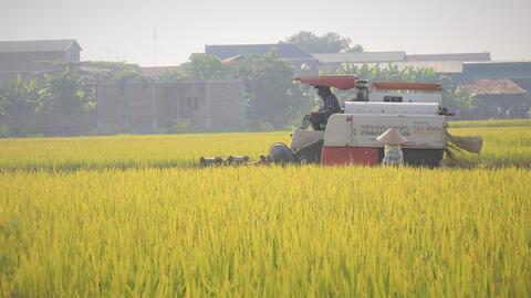 Giá xuất khẩu phục hồi nhẹ, gạo Việt vẫn tiếp tục đối mặt ‘sóng gió’?