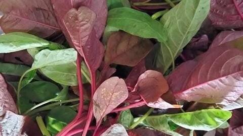 Lý do muốn bổ thận nên hạn chế ăn rau dền