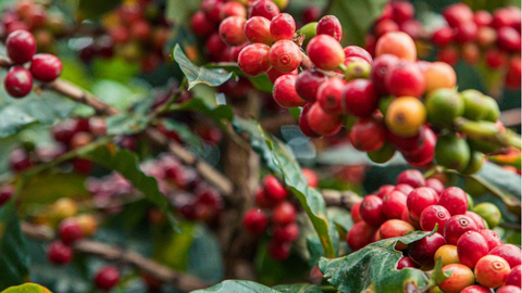 Giá cà phê thế giới tăng mạnh do lo ngại thiếu nguồn cung