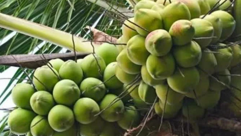 Giá nông sản hôm nay, ngày 24/4: Tăng, giảm trái chiều