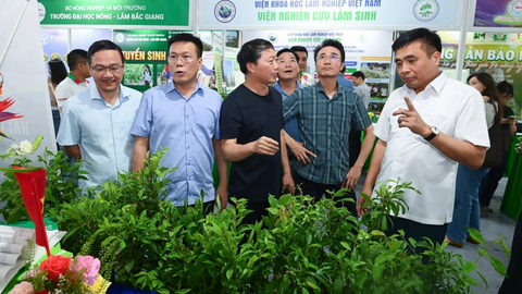 Thị trường dược liệu mở rộng, sâm Lai Châu đứng trước cơ hội bứt phá