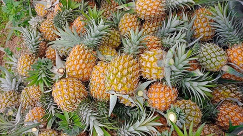 Giá nông sản hôm nay, ngày 28/4: Nhiều mặt hàng được giá