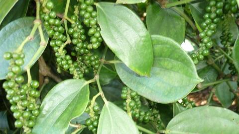 Giá hạt tiêu nội địa giảm nhẹ, xuất khẩu quý I/2026 vẫn tăng mạnh