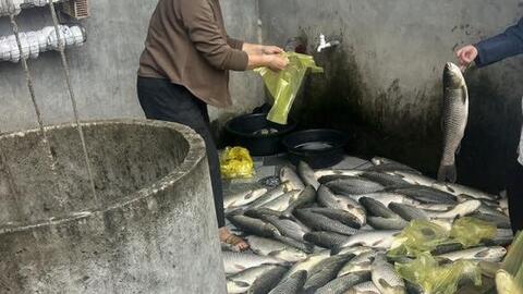 Cá chết nhiều tại các lồng bè nuôi trên sông Lam