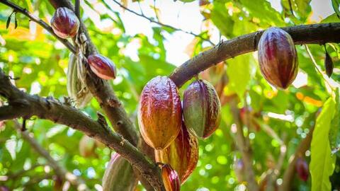 Giá ca cao tăng mạnh 5 phiên liên tiếp