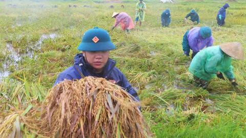 Dông lốc quật đổ hàng nghìn hecta lúa, nông dân Hà Tĩnh còng lưng gặt thủ công