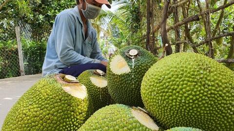 Giá nông sản hôm nay ngày 11/5: Các mặt hàng có mức giá thấp