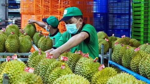 Doanh nghiệp xuất khẩu sầu riêng thích ứng với kỷ nguyên số