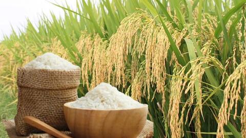 Giá lúa gạo hôm nay ngày 15/5/2026: Gạo thường giảm 1.000 đồng/kg