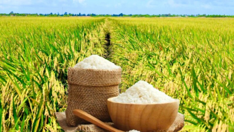 Giá lúa gạo hôm nay ngày 17/5, tuần qua: Gạo xuất khẩu, lúa tươi tăng