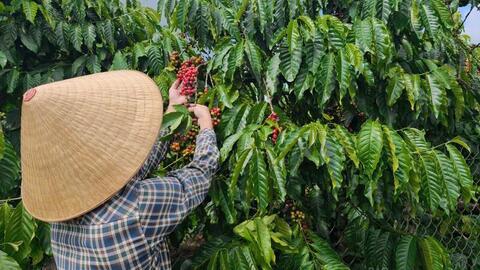 Giá cà phê hôm nay 19/5/2026: Dao động từ 86.200 - 87.000 đồng/kg