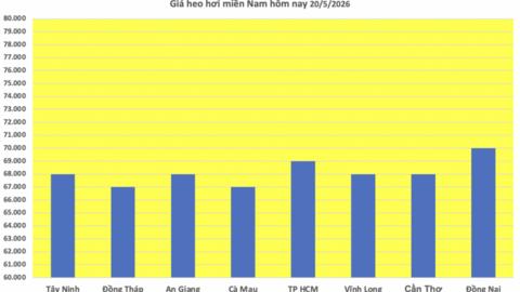 Giá heo hơi hôm nay 20/5/2026: Giảm rải rác