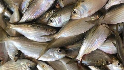 Bổ sung omega-3 bằng cá mòi như thế nào?