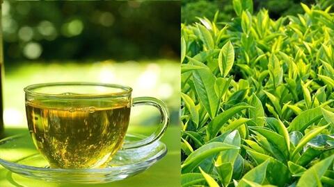 Uống chè xanh đúng thời điểm để hỗ trợ thải độc gan tự nhiên