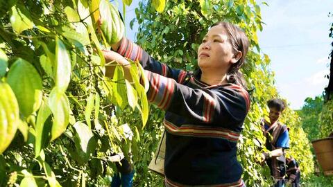 Giá tiêu hôm nay 22/5/2026: Neo cao, thị trường sắp biến động?