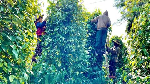 Giá tiêu hôm nay 24/5/2026: Phiên cuối tuần 'lặng sóng'
