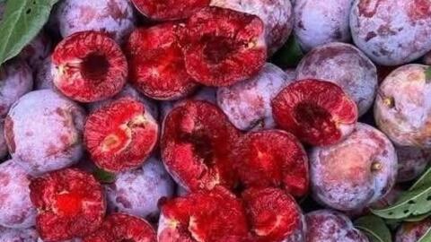 Lý do quả mận giúp thanh nhiệt trong thời tiết nắng nóng