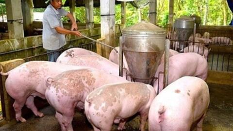 Giá heo hơi hôm nay 28/5/2026: Đảo chiều, giảm rải rác trên cả 3 miền
