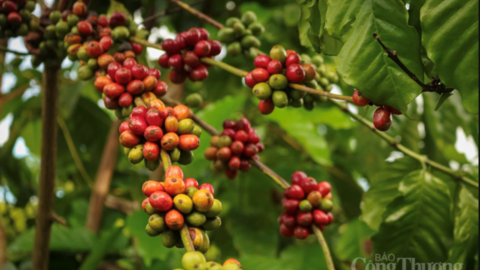 Giá cà phê hôm nay 29/5/2026: Bật tăng, tiến gần mốc 90.000 đồng/kg