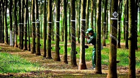 Cao su Phước Hoà có thể nhận khoản đền bù hơn 1.000 tỷ ngay cuối tháng 5