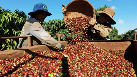 Chủ động dữ liệu để nông sản Việt không bị động trước EUDR
