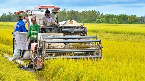 Sản xuất nông nghiệp phục hồi, nuôi trồng thủy sản tiếp tục khởi sắc