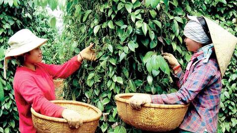 Giá tiêu hôm nay 4/6/2026: Thị trường trầm lắng