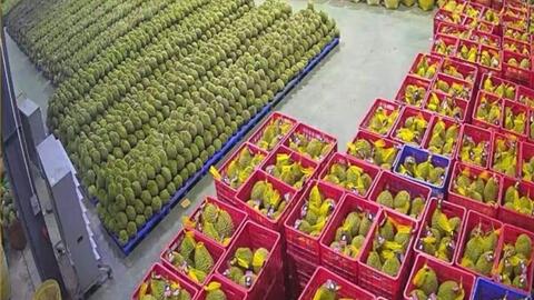 Trung Quốc gia tăng nhập khẩu rau quả từ Việt Nam nhưng siết chặt hàng rào kỹ thuật