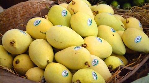Có nên ăn xoài cùng sữa, sữa chua