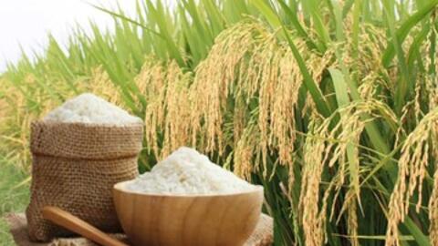 Giá lúa gạo hôm nay ngày 8/6/2026: Tấm thơm giảm  nhẹ