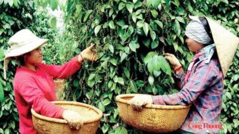 Giá tiêu hôm nay 26/6/2026: Giữ đà ổn định