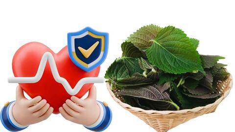 Loại rau quen thuộc trong bữa ăn Việt giúp cải thiện sức khỏe