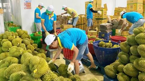 Ngăn chặn mua bán mã số vùng trồng ở Lâm Đồng