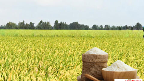 Giá lúa gạo hôm nay ngày 6/7/2026: Gạo OM 18 tăng 500 đồng/kg