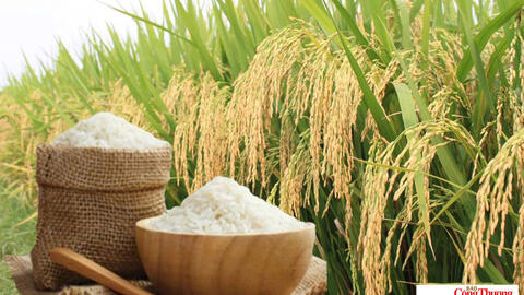 Giá lúa gạo hôm nay ngày 9/7/2026: Lúa tươi biến động trái chiều