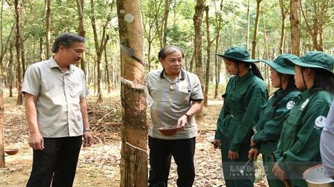 Doanh nghiệp cao su vun đắp tình hữu nghị hai nước Việt Nam - Lào