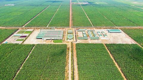Thaco Agri: Lợi nhuận 2025 bứt phá, lỗ lũy kế lùi về mức hơn 1.250 tỷ đồng