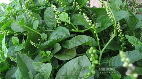 Ăn rau mồng tơi sai cách có thể âm thầm làm tăng nguy cơ sỏi thận