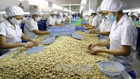 Xuất khẩu hạt điều tăng giá trị, củng cố vị thế tại thị trường Hoa Kỳ