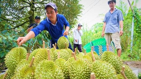 Giữ vị thế sầu riêng Việt bằng chất lượng