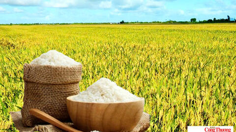 Giá lúa gạo hôm nay ngày 23/7: Gạo thơm Jasmine tăng 1.000 đồng/kg