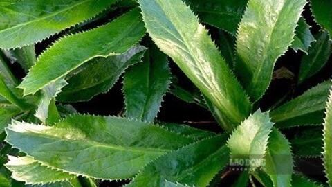 Tác dụng của lá mùi tàu và cách sử dụng có lợi cho sức khỏe